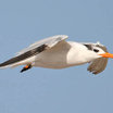 Royal Tern